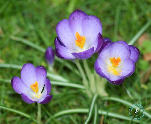 Crocus 8P032D-13.JPG